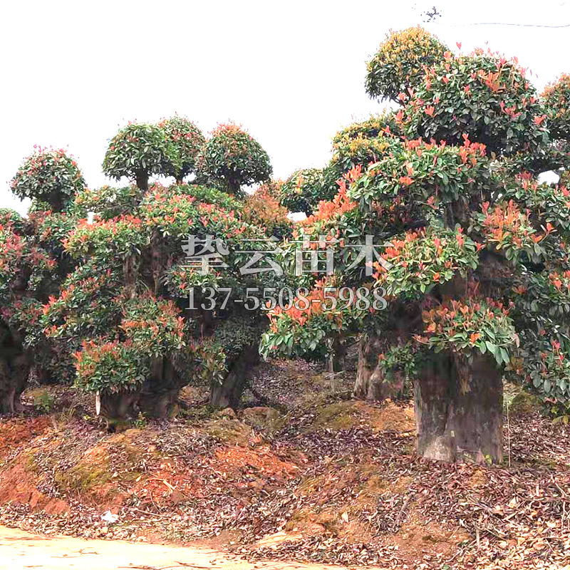 苗木基地直供造型石楠桩 红叶石楠树 造型椤木石楠圆林绿化石楠桩