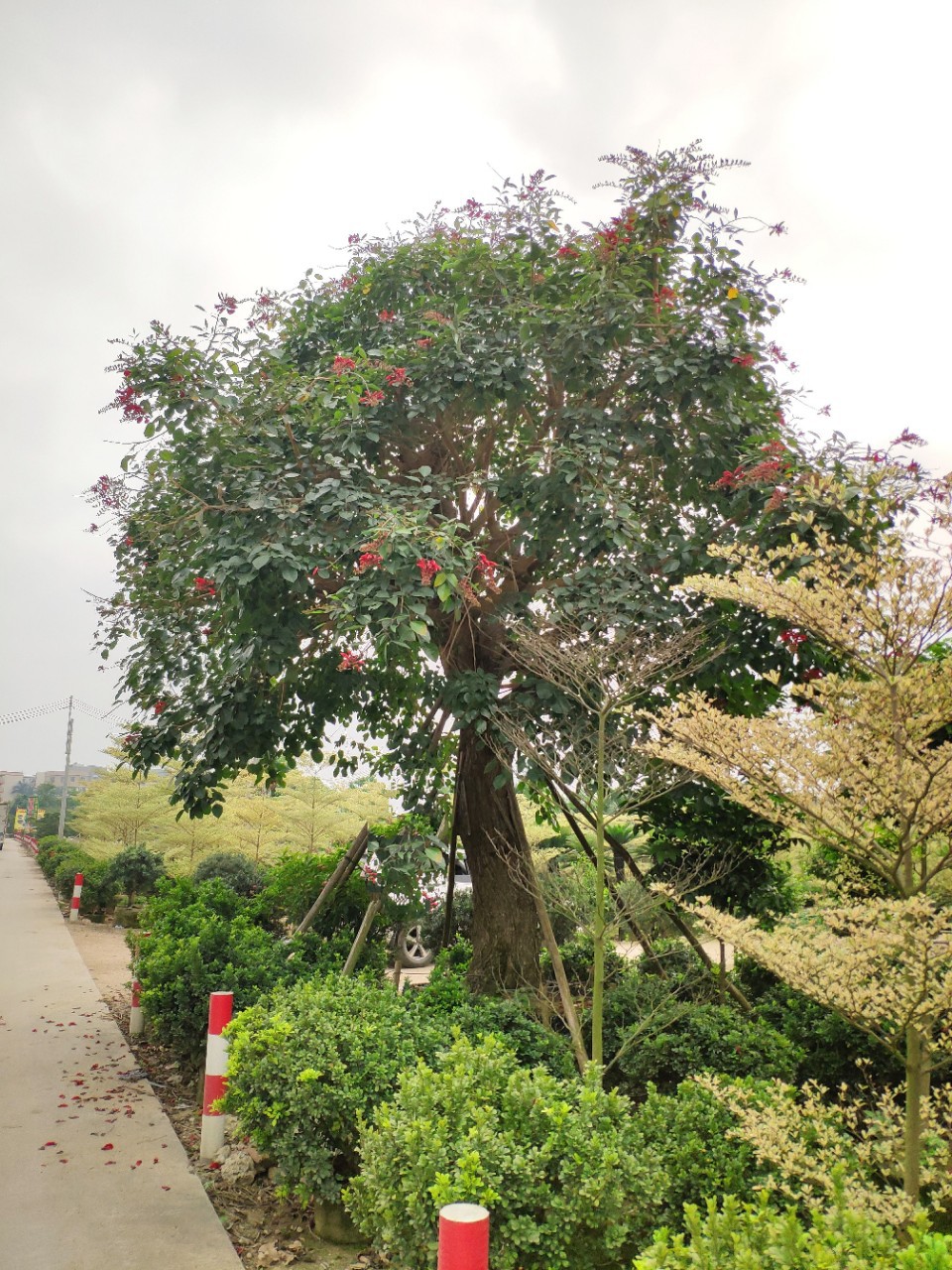 903供应 珊瑚刺桐 51cm大树假植苗 龙牙花 象牙红 -阿里巴巴