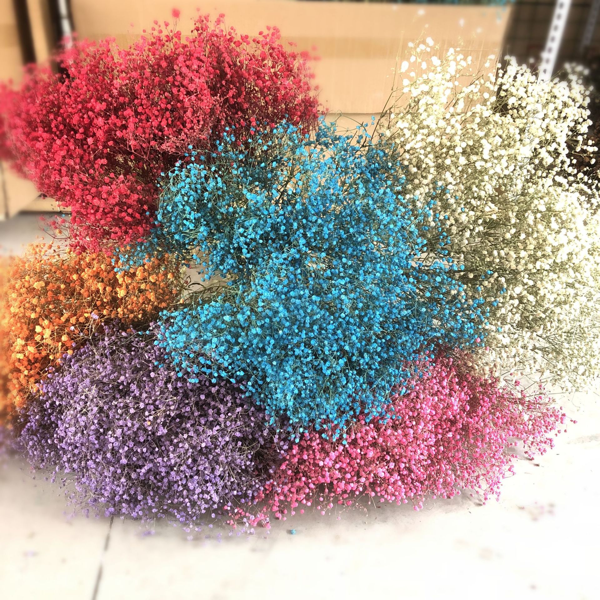 【aa级满天星干花】彩色满天星干花 家居装饰多色可选 现货