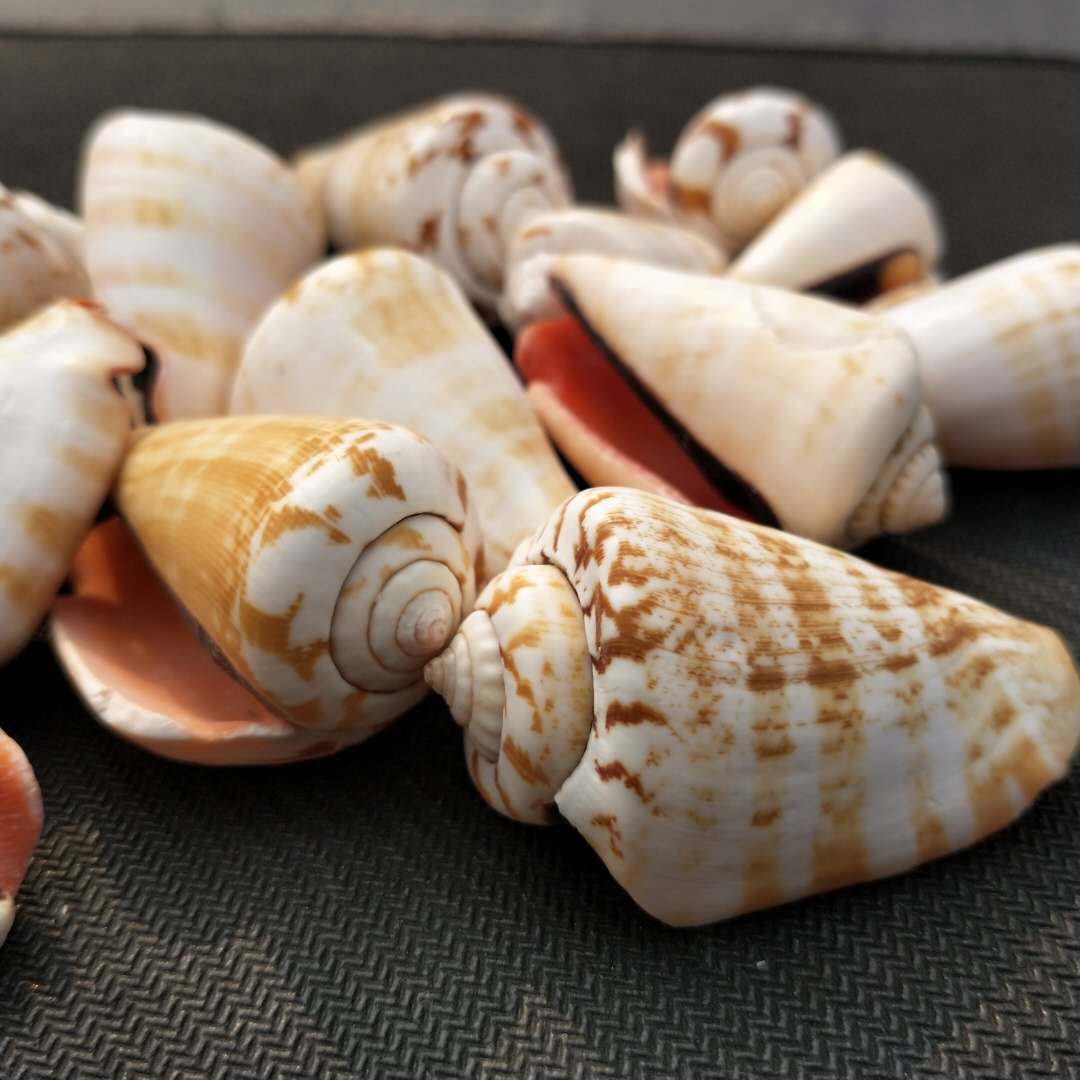 厂家直销 天然海螺 鱼缸水族箱造景摆件 红口螺 工艺品原材料批发