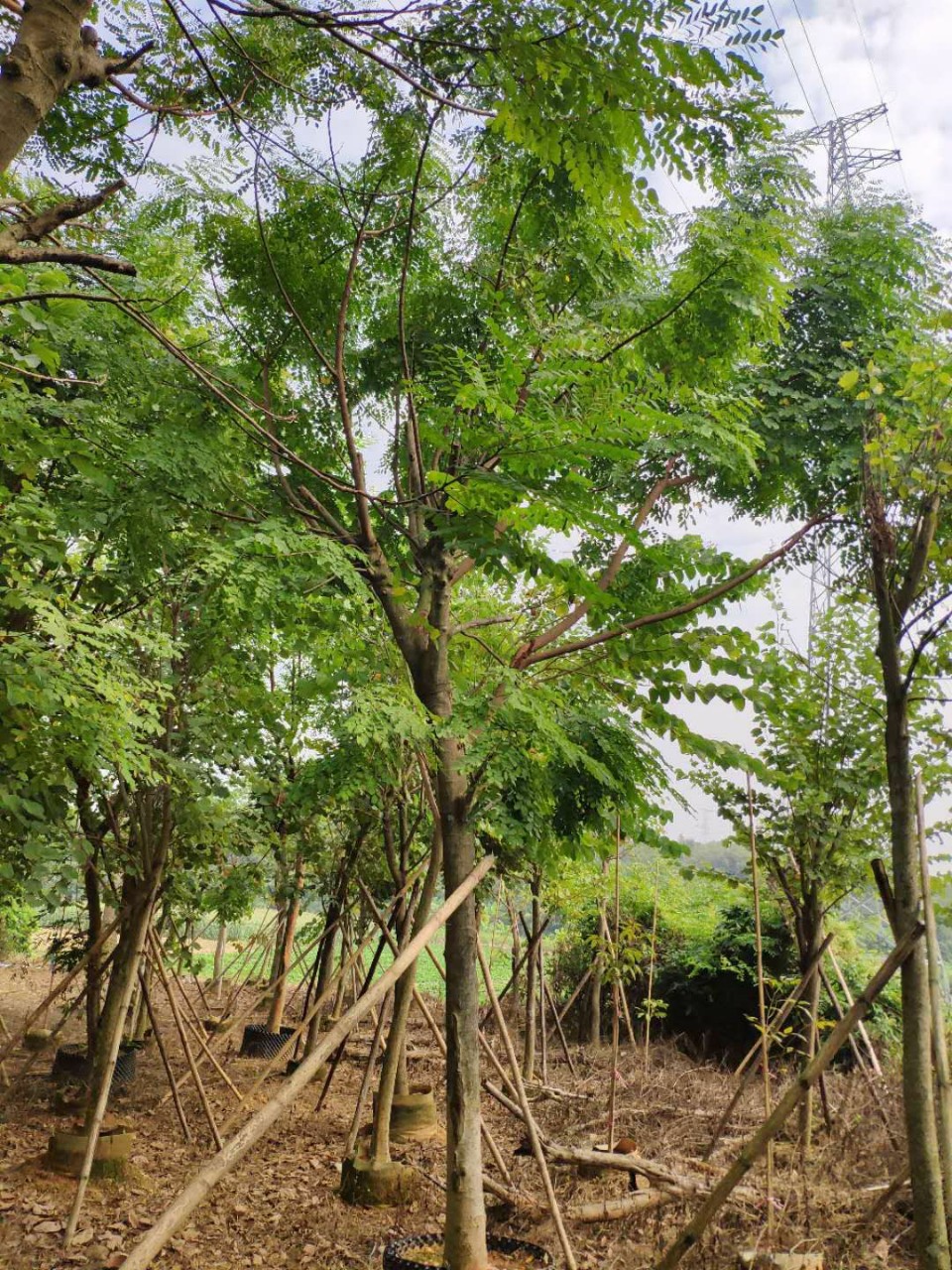 903供应海红豆1517cm假植苗孔雀豆相思豆树