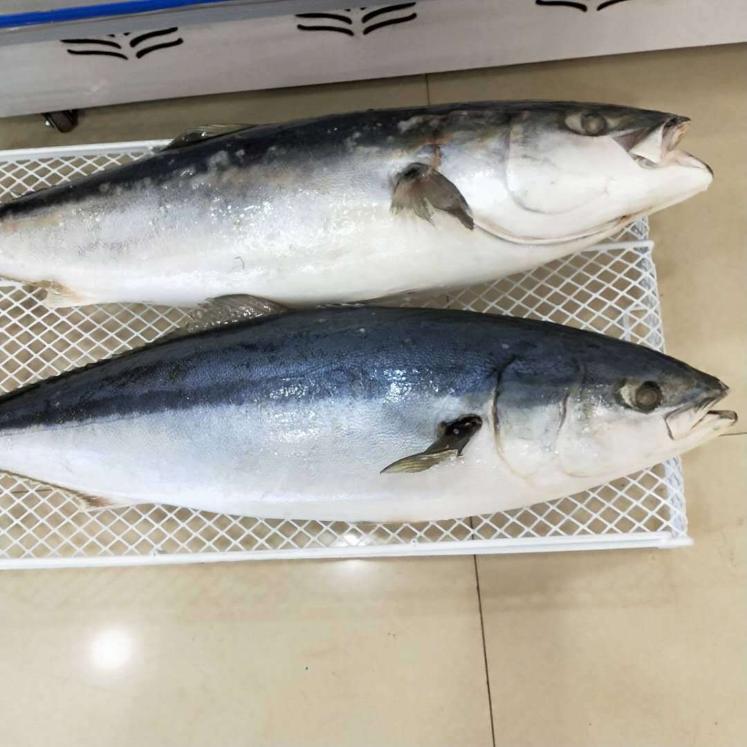 俄罗斯进口深海金枪鱼,一条15斤左右批发