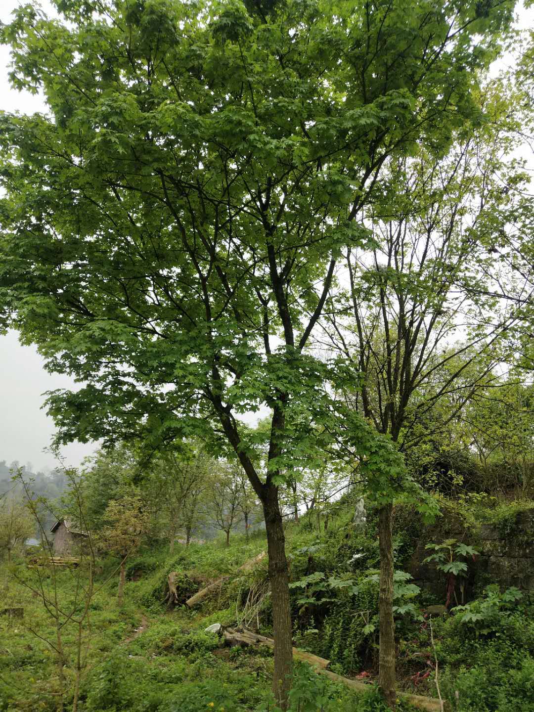 元宝枫树丛生元宝枫现货批发各类乔木苗木树木观赏树风景树行道树