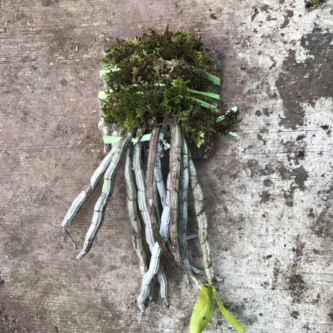 云南红牙刷石斛吊兰花紫红色基地直销大货批发零售有板植盆栽散称