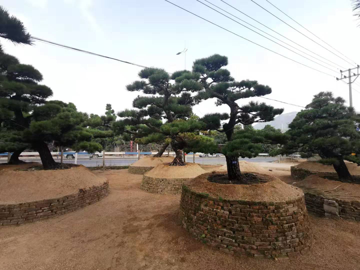 进口造型黑松松 黑松松盆景景观松 日本黑松松福建大型黑松园艺场