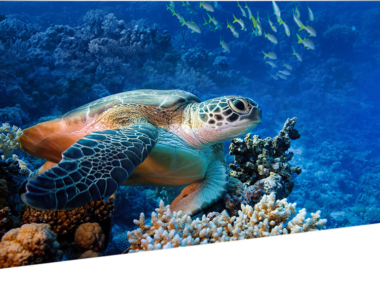 天新格 清塘净2号小龙虾 蟹清塘剂水产养殖除野杂鱼灭螺不伤虾 蟹