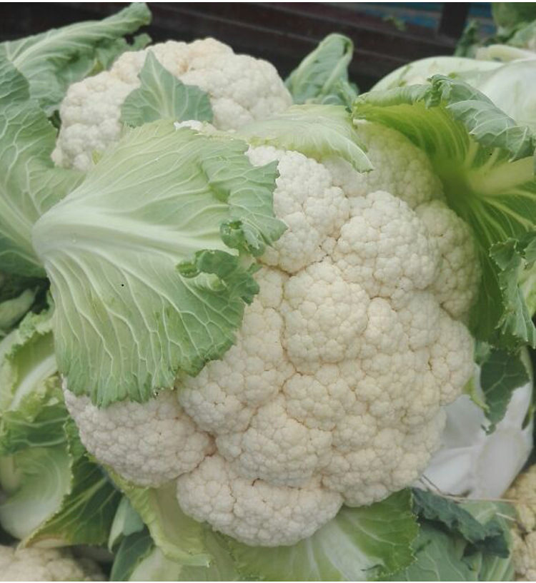 蔬菜种孑耐热抗病70天青梗松花菜种子种籽花菜菜花松散种籽-阿里巴巴