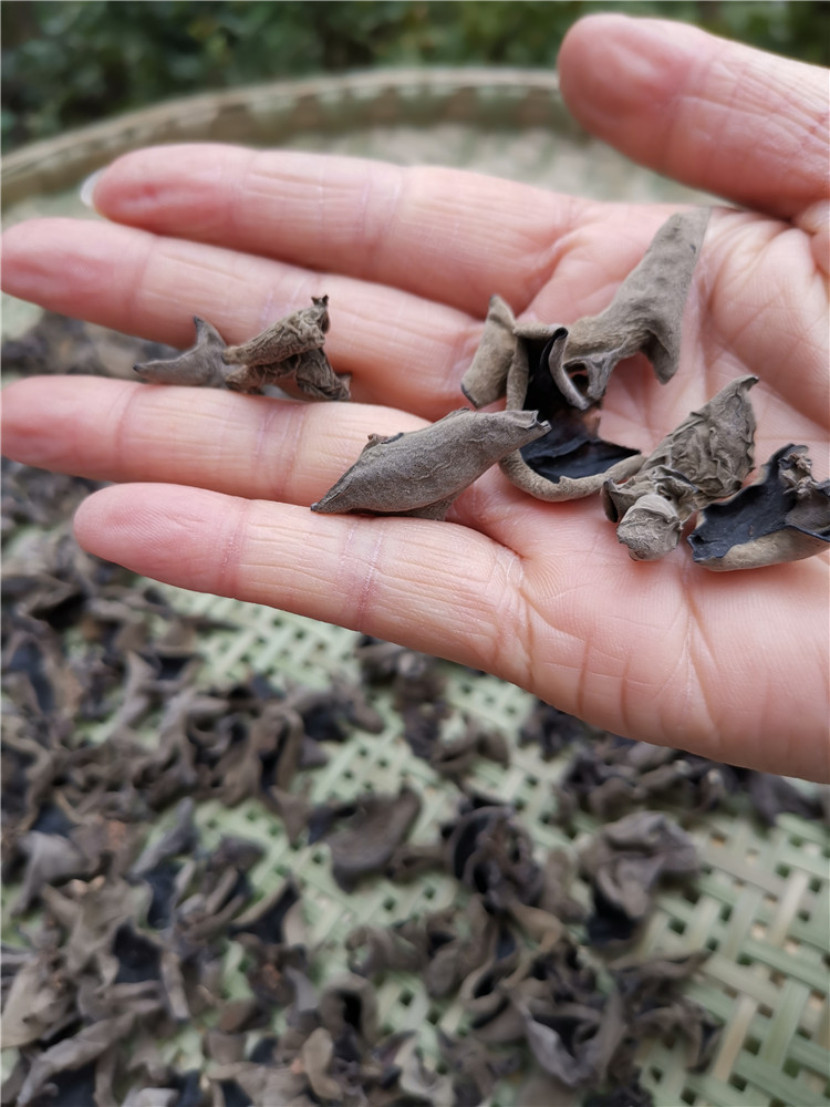青川黑木耳小碗耳秋耳特产青冈木椴木耳肉厚酒店凉拌黑木耳