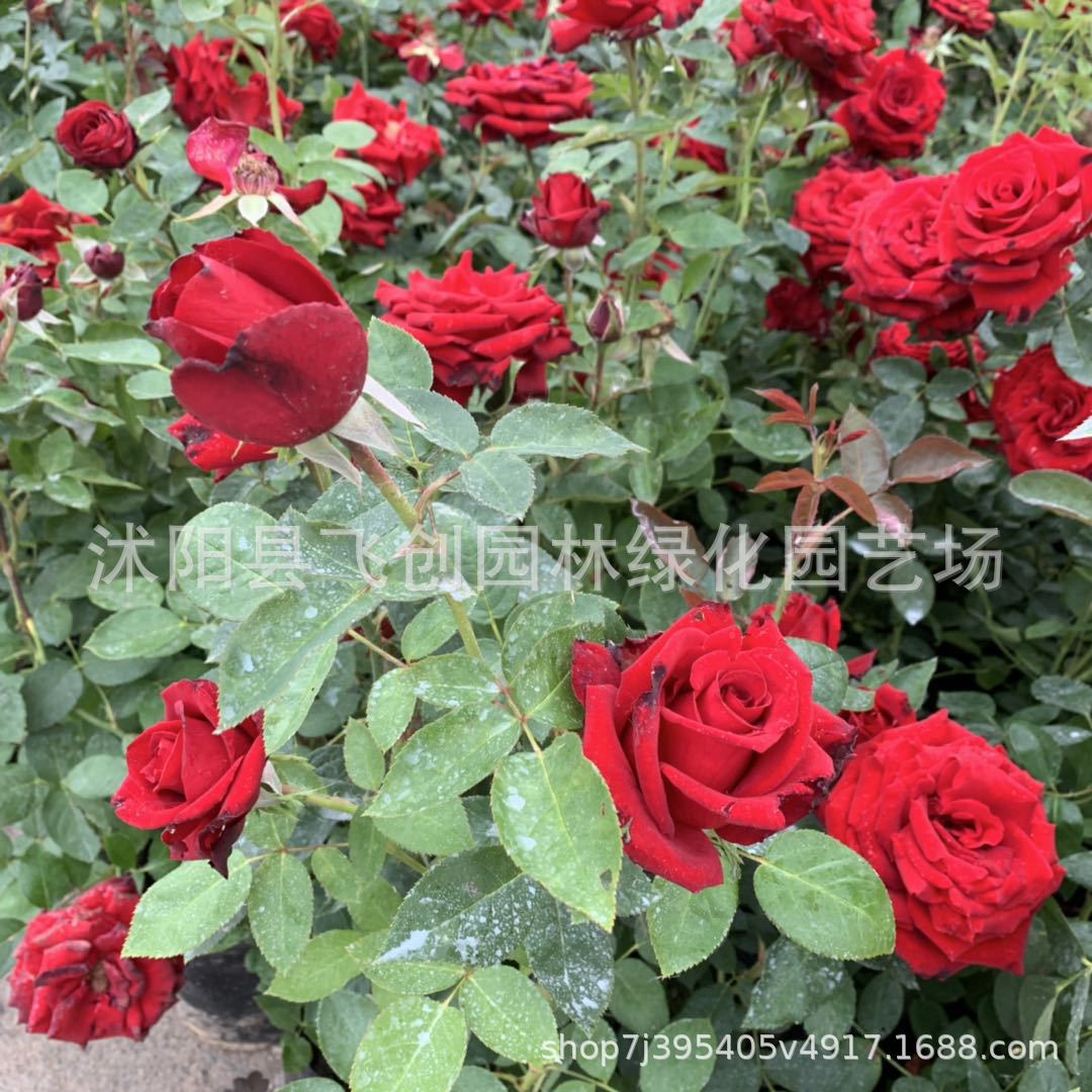 月季花 卡罗拉红玫瑰花苗工程庭院公园美化盆栽切花花卉 基地批发