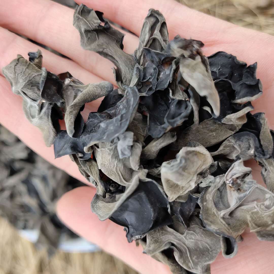 厂家直发大兴安岭东北干货单片朵秋木耳无根大片200g每袋买2赠一