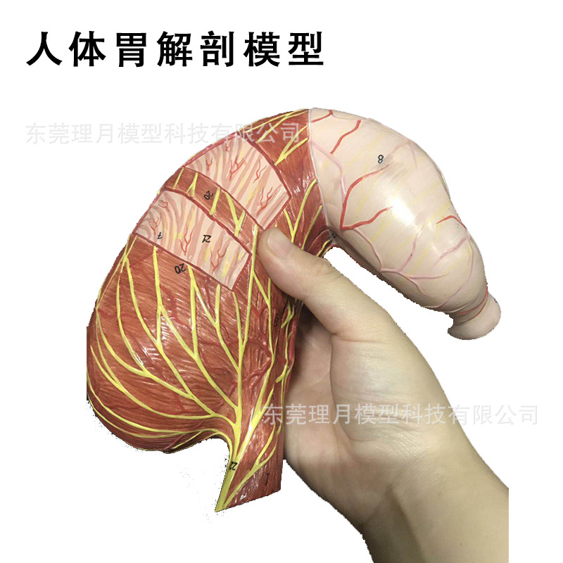 人体胃解剖模型 结构 医学教科解剖模型人体消化系统医学大教具