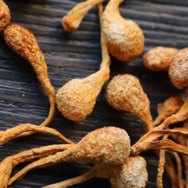 虫草花 孢子头 排草虫草花 新会虫草花批发货源 一德路一手货