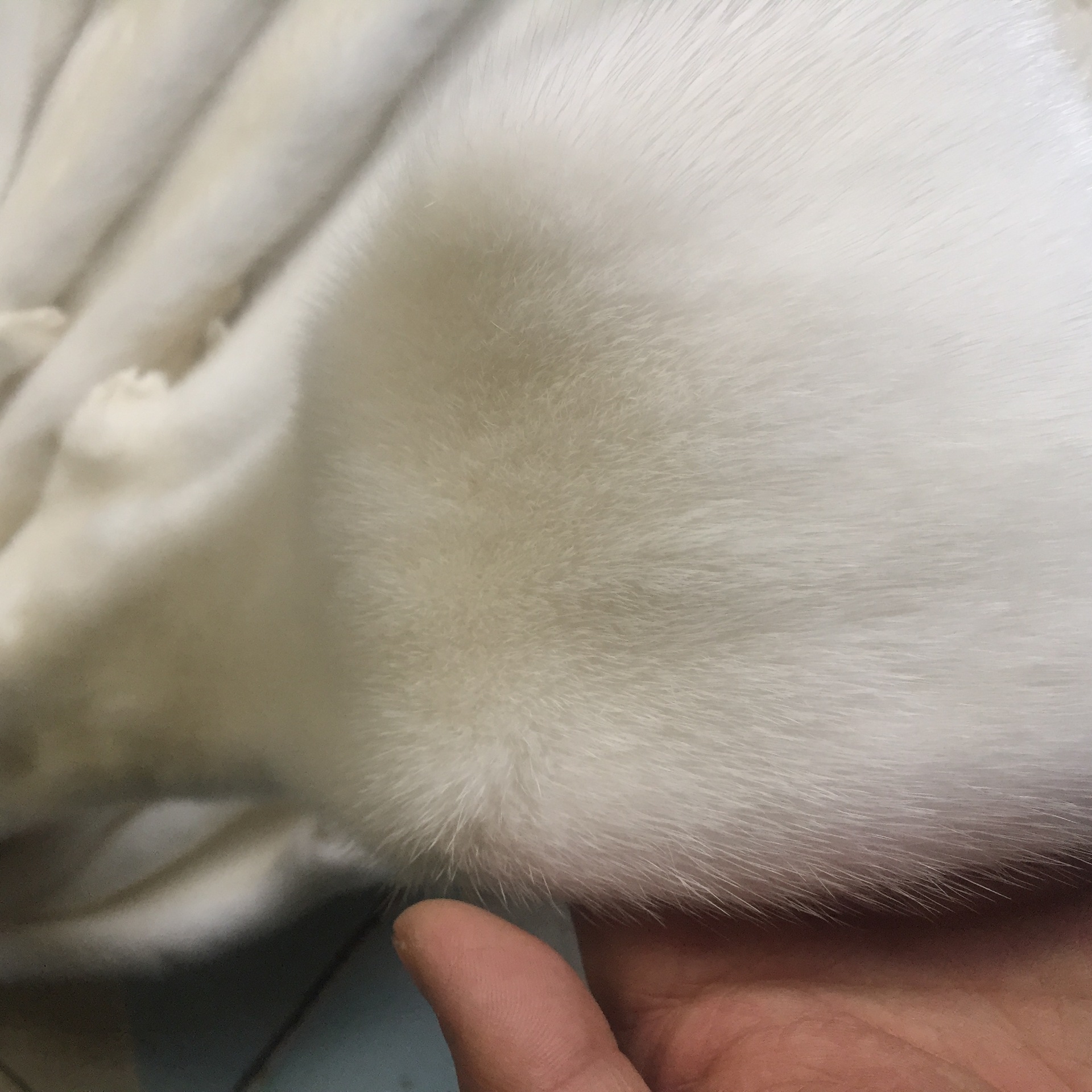 品名 水貂皮 产地/厂家 大营镇 毛皮形态 小毛细