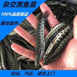 杂交黑鱼苗批发 生鱼苗  黑鱼乌鱼苗活体批发13826203296