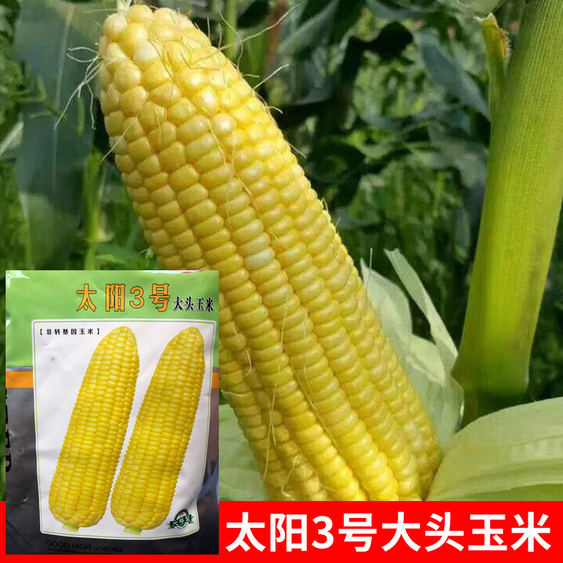 批发玉米种子进口泰系超甜玉米种子太阳3号400克高产玉米基地种子