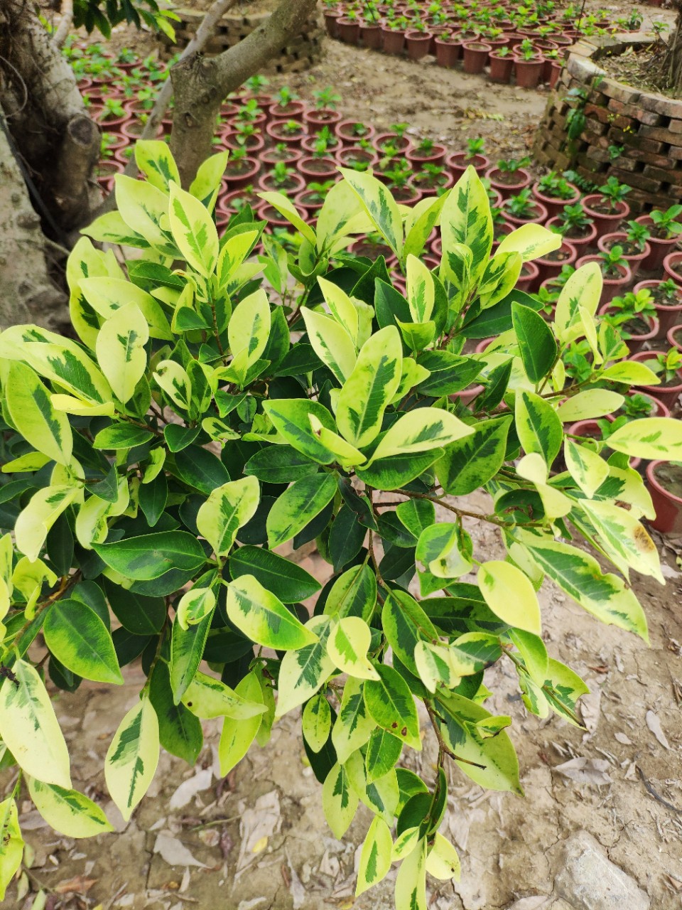 905基地供应造型金叶榕23米高花叶斑叶小叶榕树