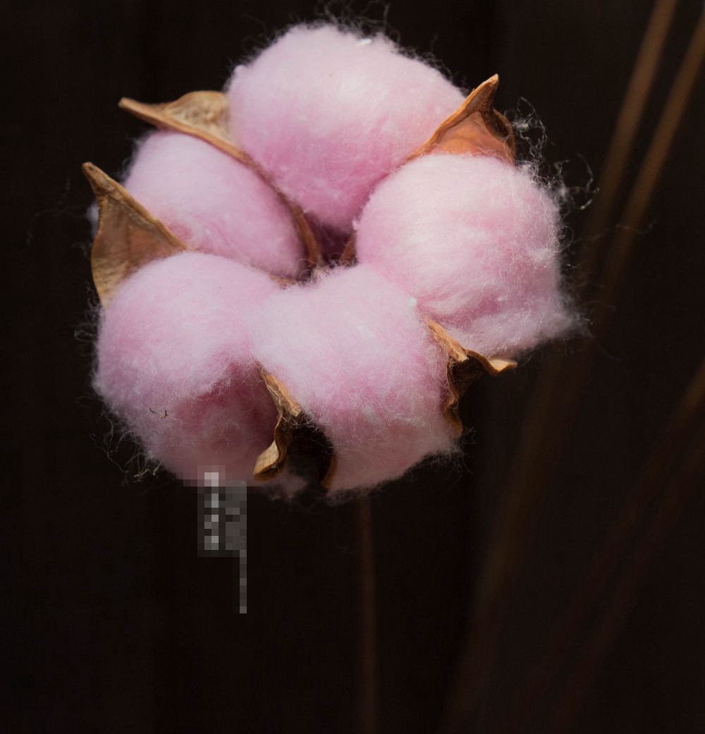 北欧ins自然风格棉花干花彩色店面家居装饰单支植物手工艺品摆设