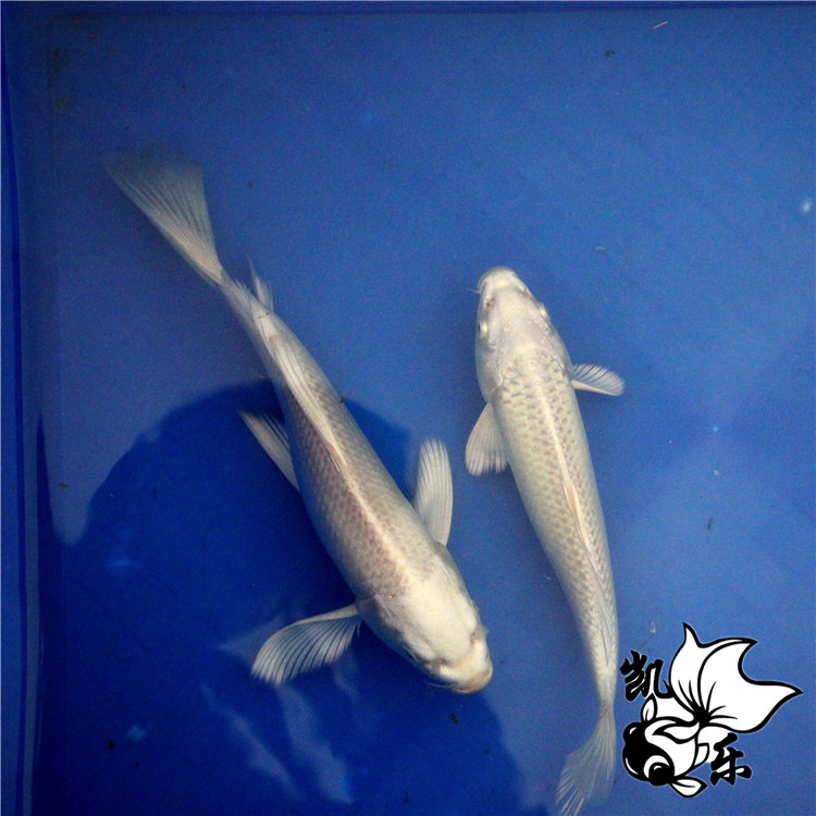 25~30cm规格优质白金锦鲤银白色锦鲤日本白金锦鲤观赏鱼活体批发