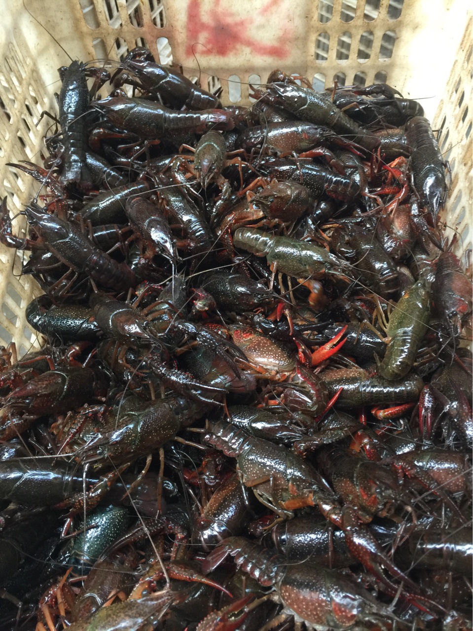 6-8钱大青小龙虾 清水大虾 潜江小龙虾热销 湖北小龙虾