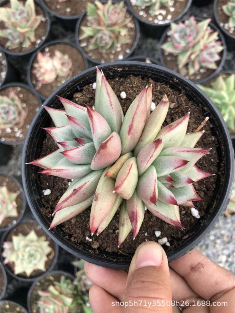 黑檀汁乌木双头多肉珍稀品种裸根发 - 阿里巴巴