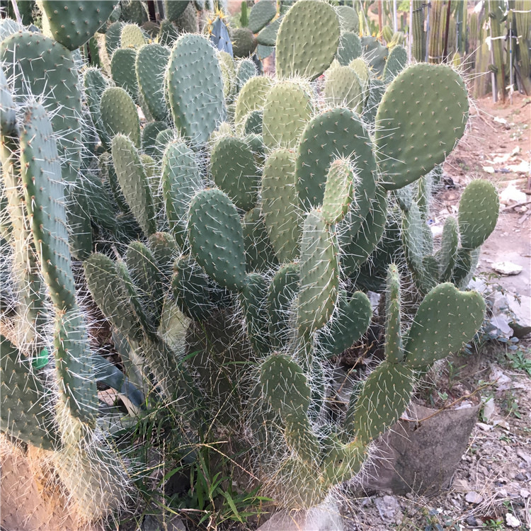 白毛仙人掌 庭院沙漠景观 花卉植物 多肉植物 交野团扇 白毛掌