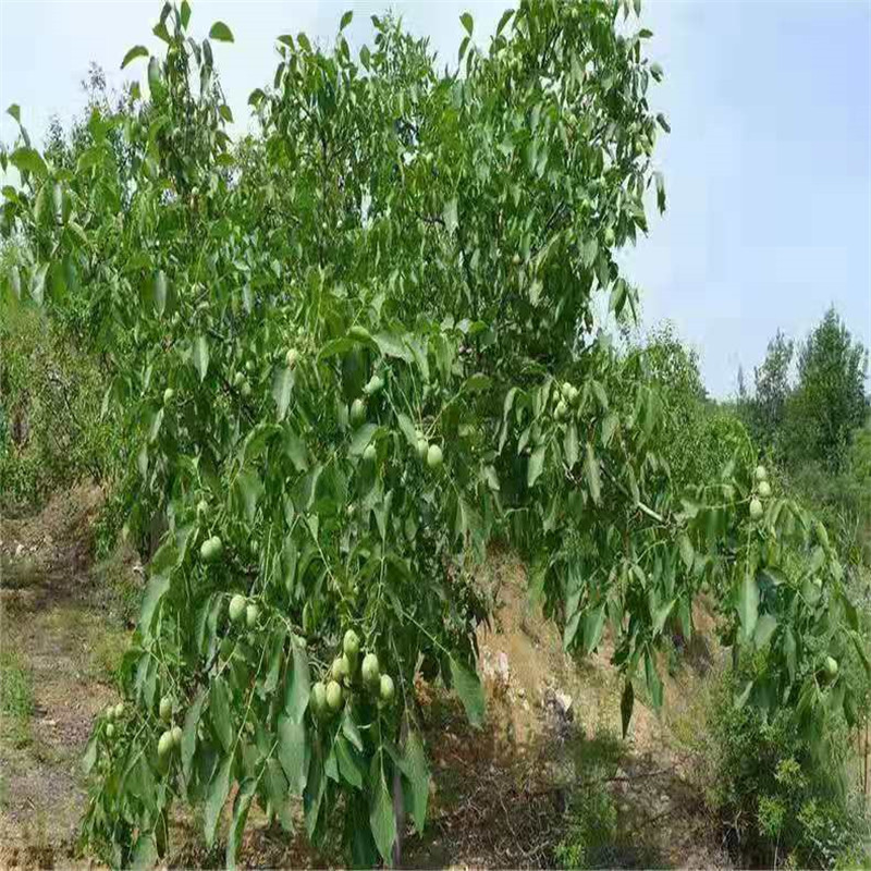 现货批发薄皮核桃树苗文玩核桃苗碧银果核桃苗规格价格优