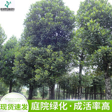 批发胸径25公分大树菠萝树苗 园林植物景观绿化树木 庭荫树