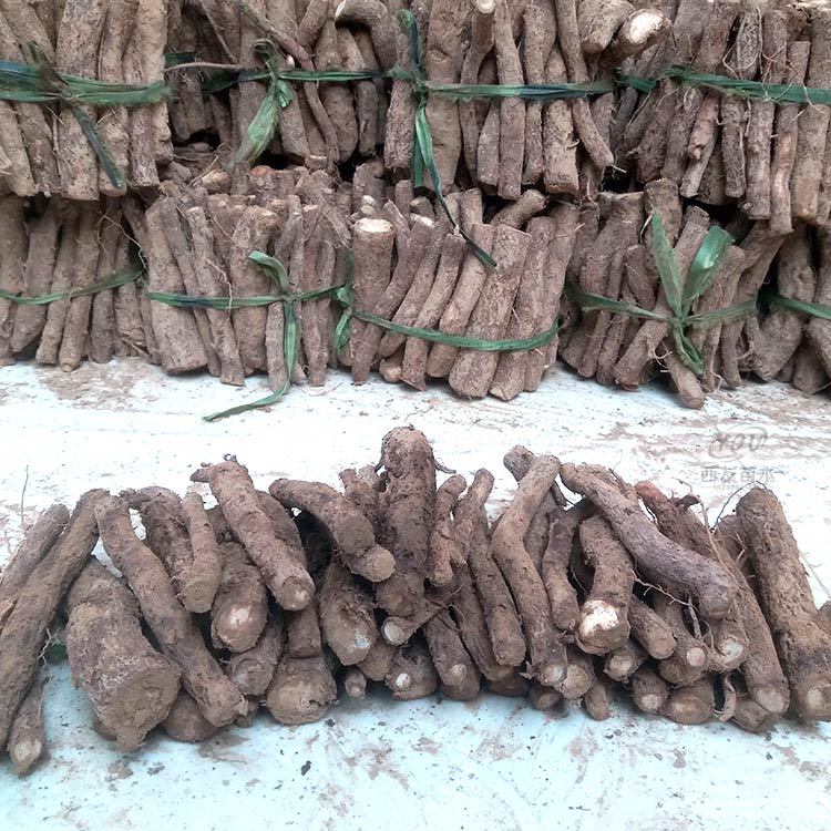 泡桐根 基地自销 品种速生泡桐根 生长速度快 成活率高