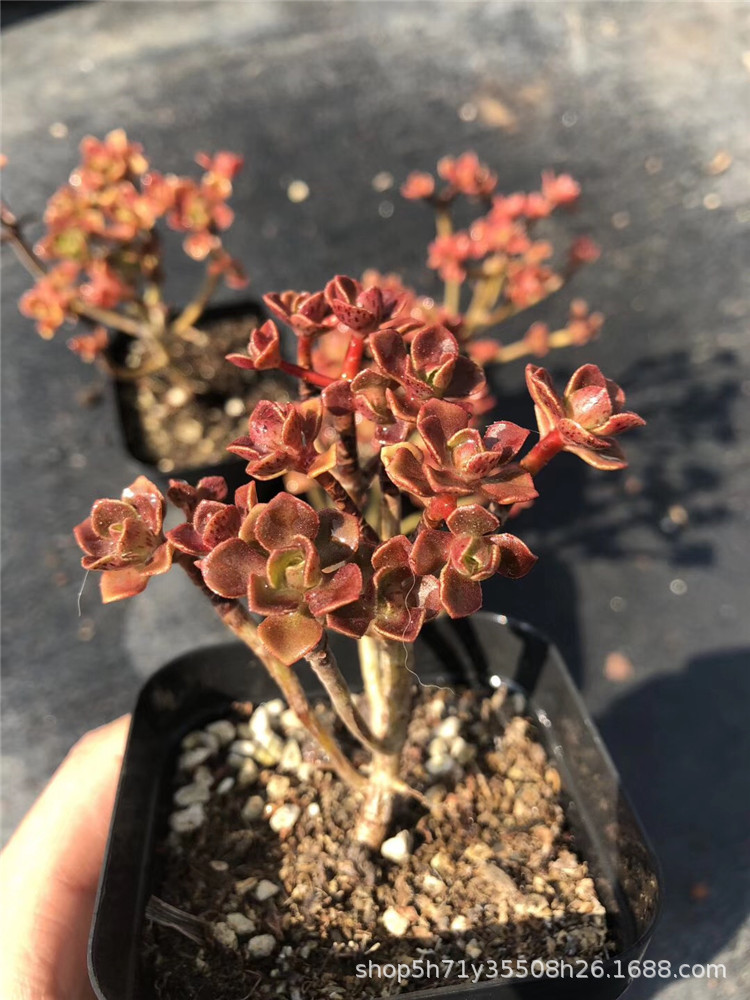 635多肉盆栽品种大棚批发 仙童唱锦法师群盆7cm多肉法师品种