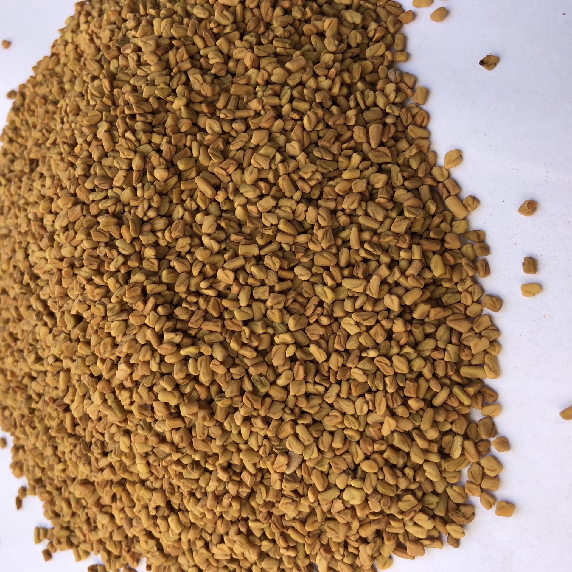 其他农业-中药材芦巴子批发 大货葫芦巴 苦豆籽