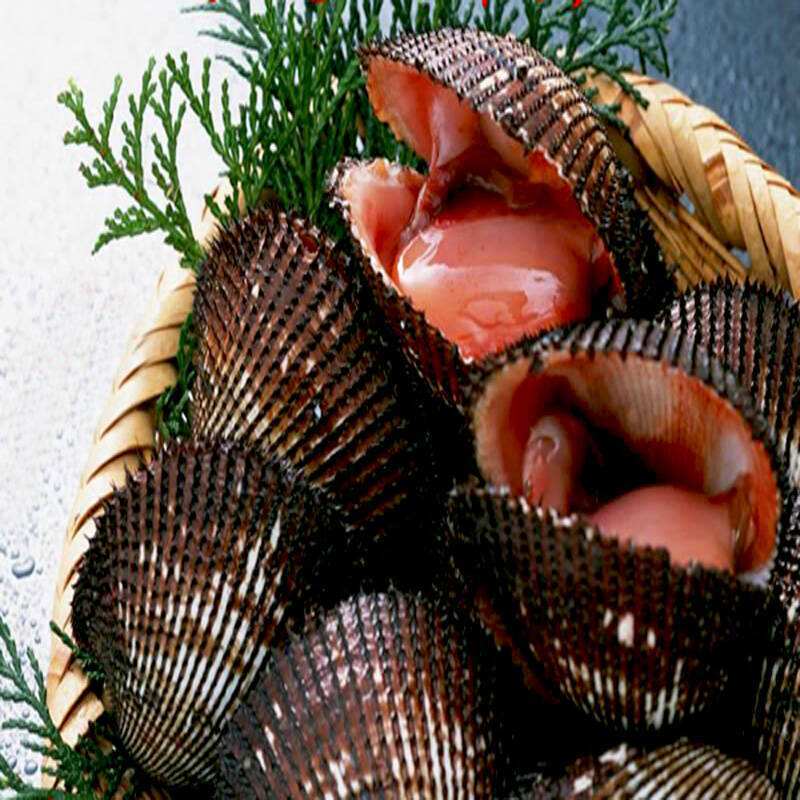 批发海鲜鲜活魁蚶 鲜活大赤贝 生吃刺身 新鲜大毛蛤供应批发