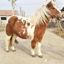 活体设特兰矮马出售 农家乐儿童迷你矮马价格 常年回收骑乘马匹