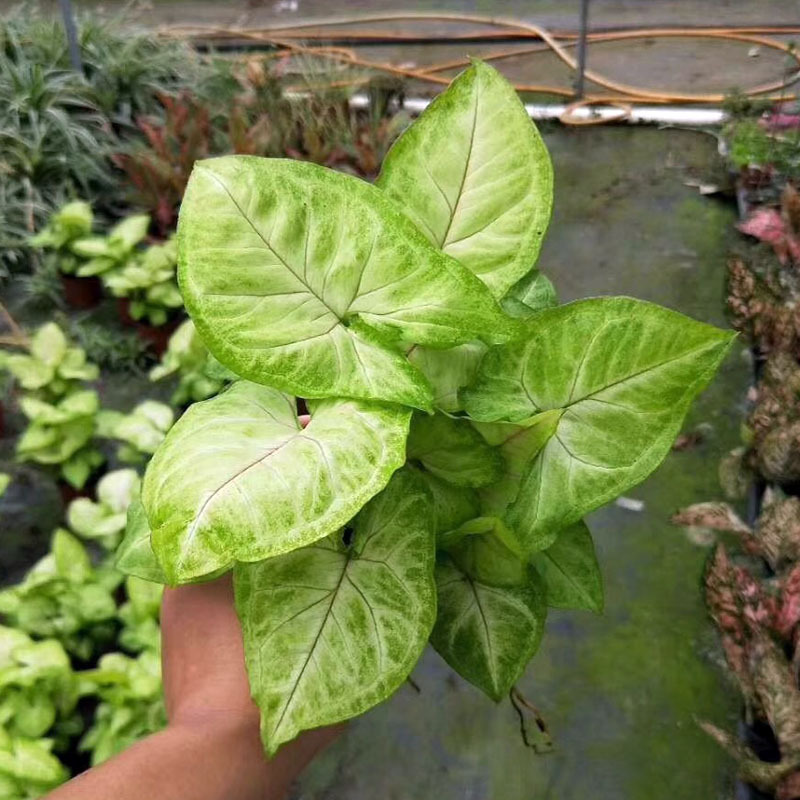 【基地直供】观叶植物净化空气 小盆栽花卉(110)黄金童子合果芋