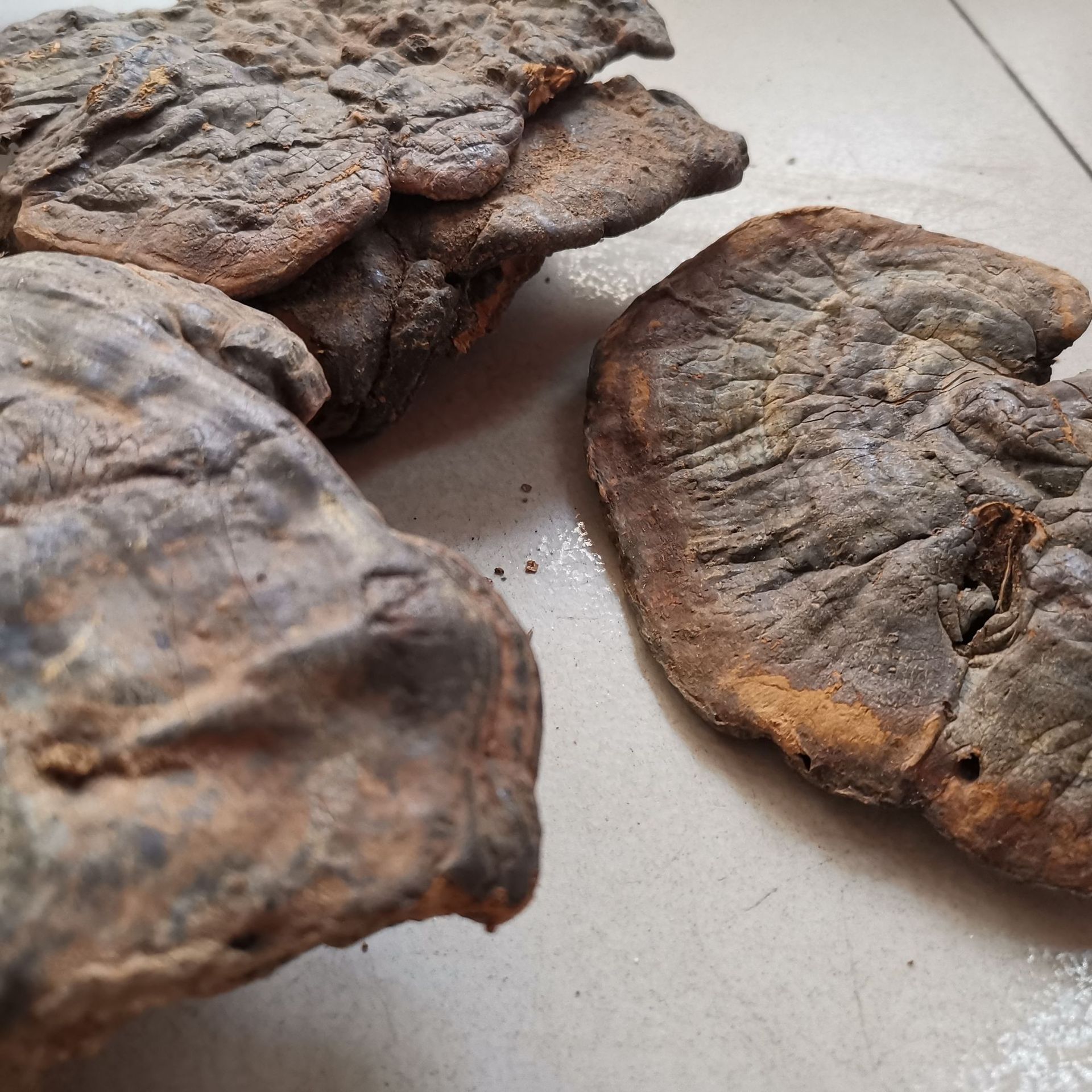 大批量收灵芝,纯野生灵芝一斤5000元