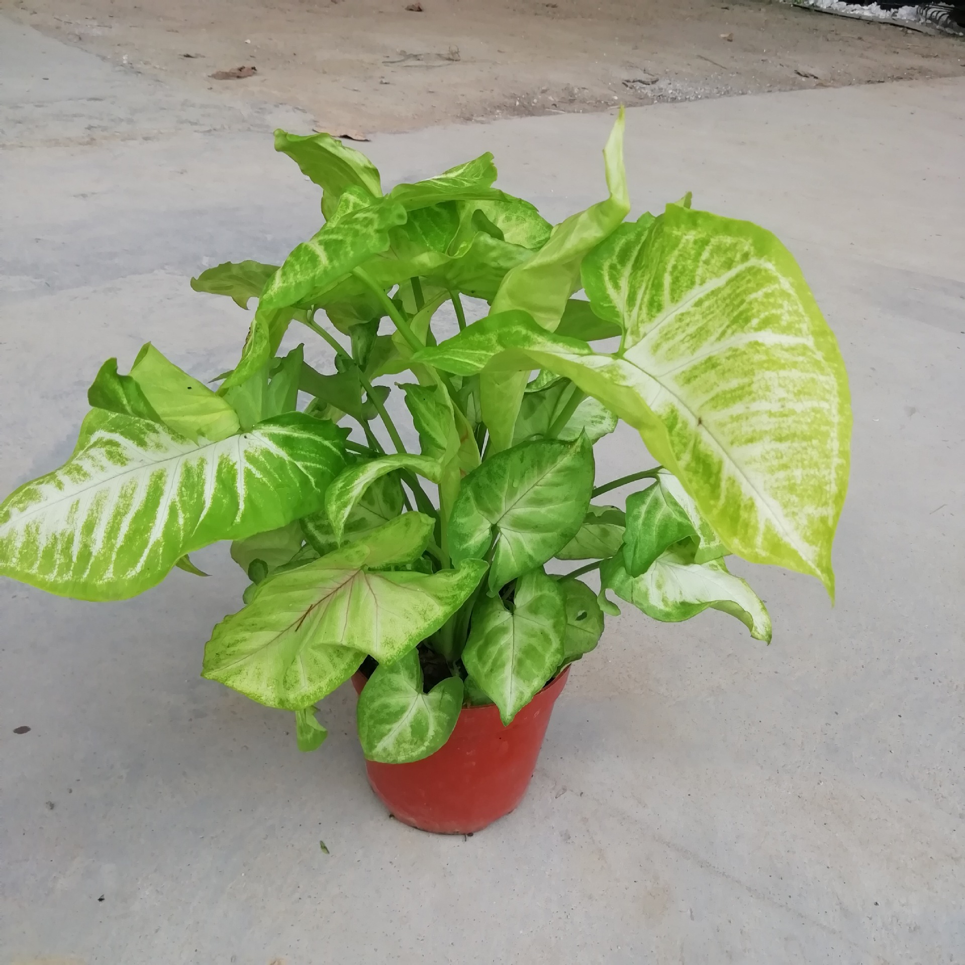 基地批量供应金童子合果芋110杯 吸异味 趣味性 迷你小盆栽批发-阿里