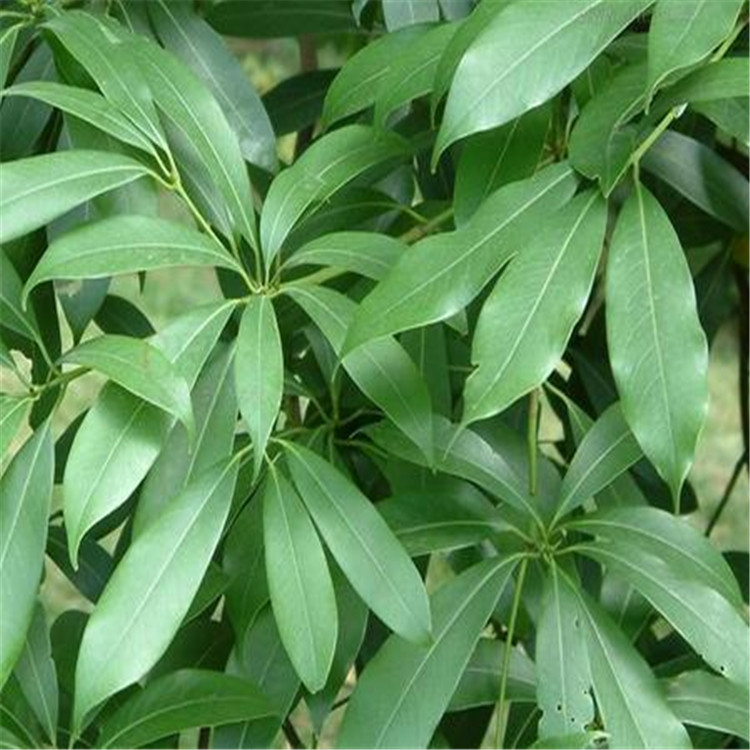 金丝楠木种子桢楠种子楠木种子闽楠种子品种产地发货