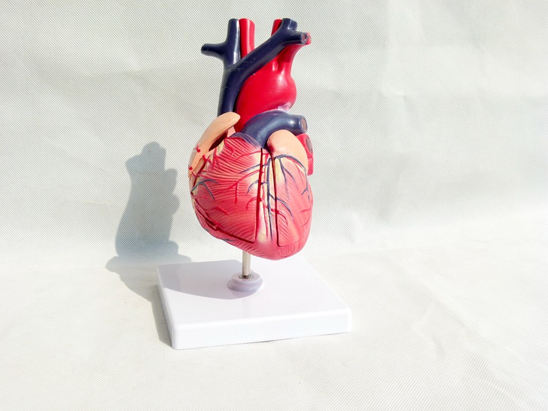 1:1标准人体心脏模型解剖可拆卸教学模型仿真自然大心脏模型医学