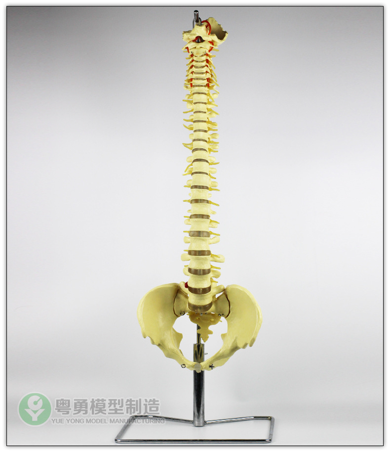 人体脊柱模型神经脊椎中医正骨 骨骼教学骨架仿真可拆卸盆骨