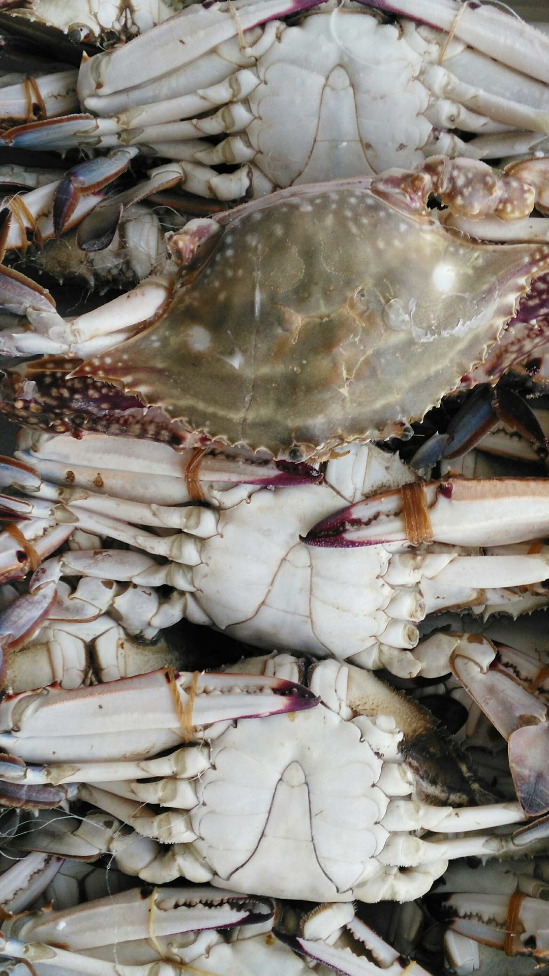 连云港产地直销活冻梭子蟹速冻鲜蟹冷冻花蟹冻石蟹鲜冻三点蟹螃蟹