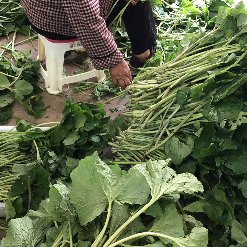 山葵新鲜山葵1000g煲汤食材味辛冲芥末辣根云南新鲜山葵批发
