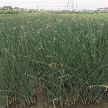 基地直销水生植物水葱冲天草水培品种齐全人工植物浮岛量大从优