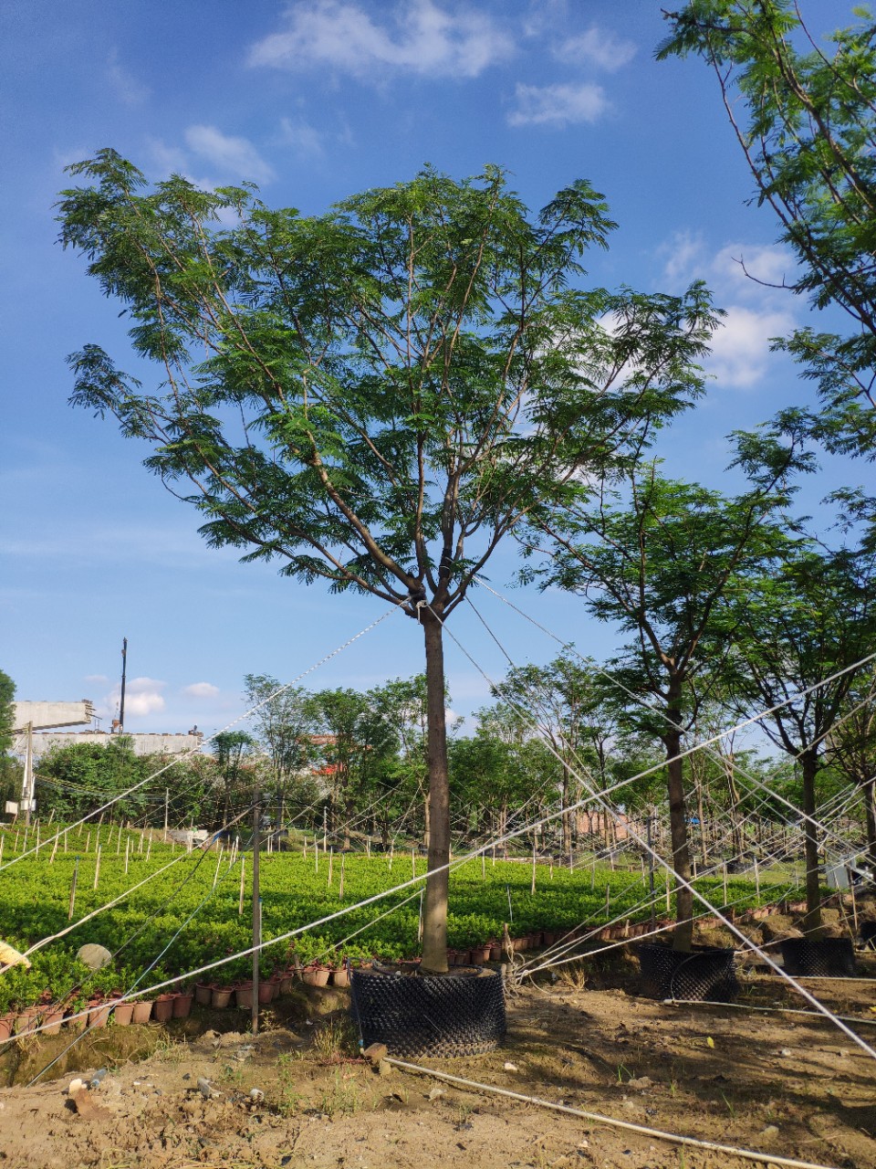 906供应 全冠 凤凰木 红花楹 15-18cm假植苗 原生