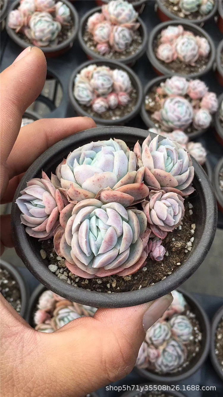 1117基地精品多肉品种限时批发 正版西娜群盆9cm多肉珍稀植物限量