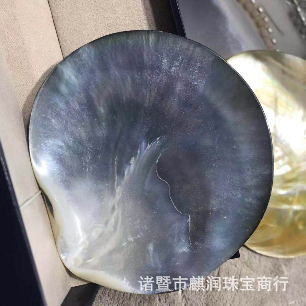 海水蚌黑蝶贝抛光珍珠蚌壳 海水金蝶贝 海水珍珠蚌壳工艺品批发
