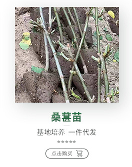 甜山楂 味甜山楂苗 田红子 大五棱 大金星山楂树苗 双1以上苗木