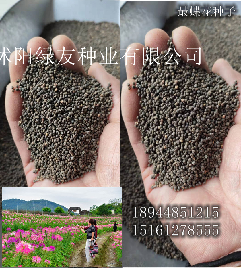 观赏草花籽批发醉蝶花种子花海醉蝶花