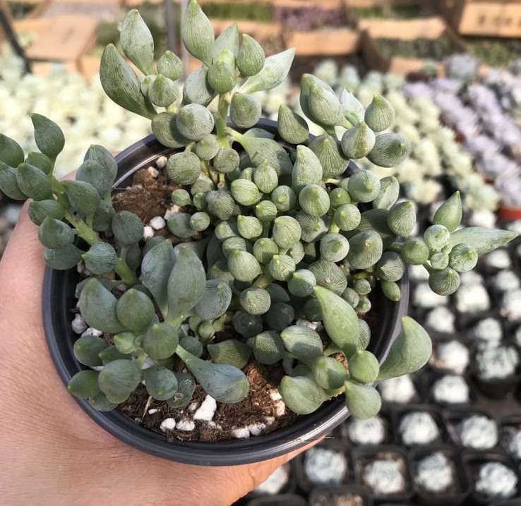 多肉植物锦上珠实拍一盆价格9cm盆脱盆脱土发货-阿里巴巴