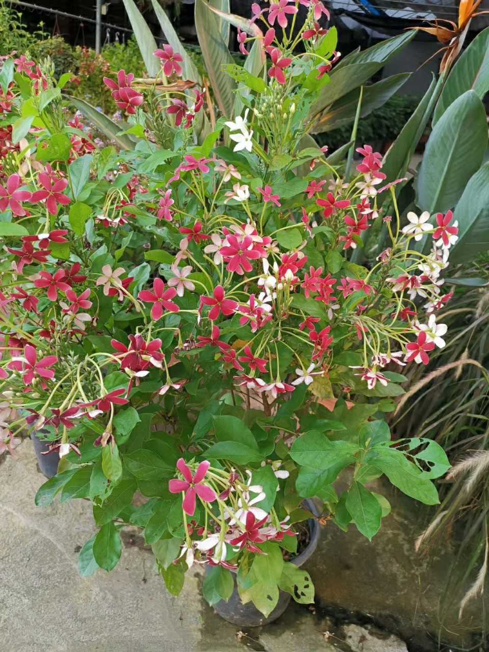 2107基地批发 供应 直立使君子 0.5-1米高 花朵花期长 基地直销