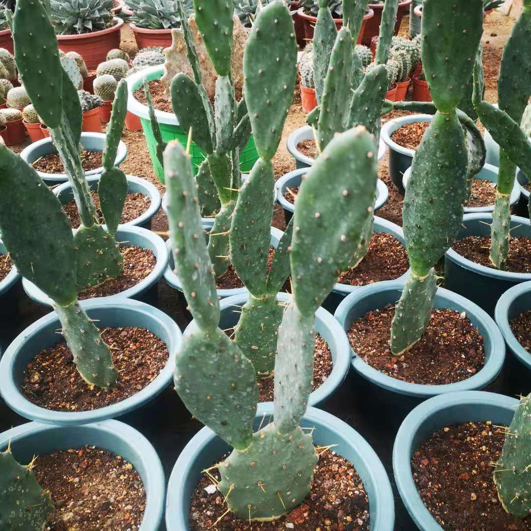 黄大刺仙人掌 多肉植物盆栽景观可嫁接 沙漠花卉仙人掌