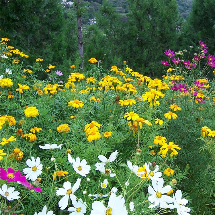 批发多年生野花组合种子矮杆野花组合高杆野花组合品种齐全量